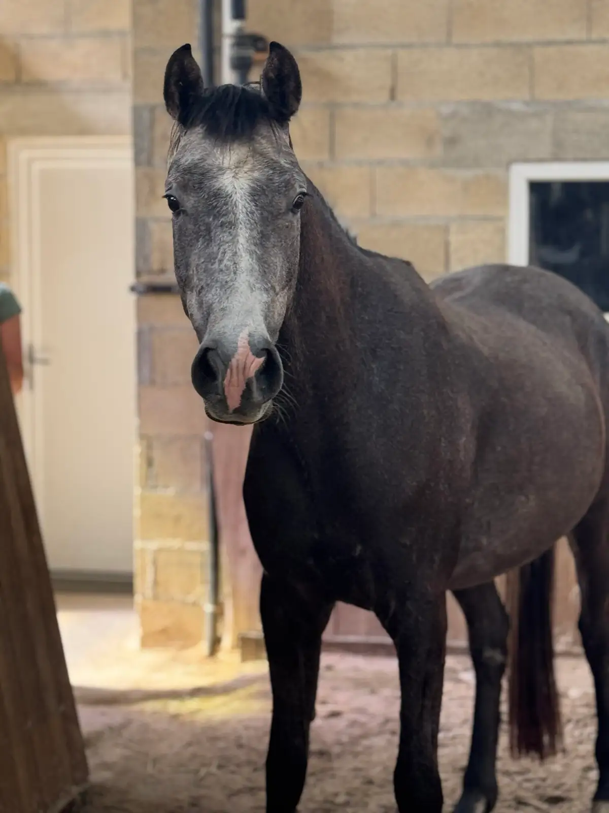 Préparer le cheval